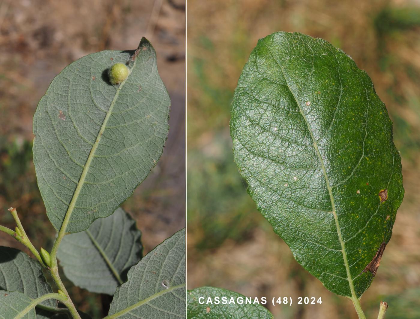 Apple, Domestic leaf